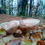 Foto Segnalata - Enrico Frassineti